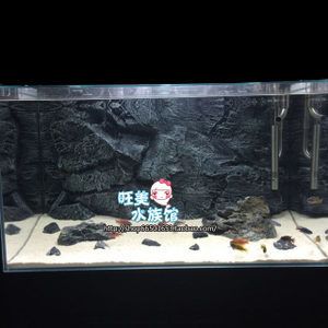 養(yǎng)金龍魚魚缸背景圖：養(yǎng)金龍魚時(shí)選擇魚缸背景圖應(yīng)該考慮哪些因素