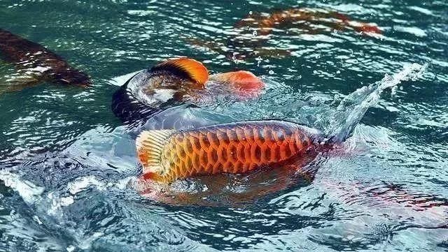 龍魚新入缸注意什么事項(xiàng)和禁忌：龍魚新入缸注意事項(xiàng)和禁忌