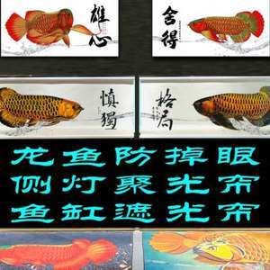 賣龍魚取一個(gè)店名：賣龍魚店名如何取名 龍魚百科 第2張