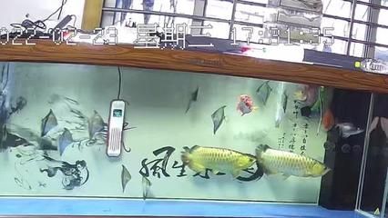 賣龍魚取一個(gè)店名：賣龍魚店名如何取名