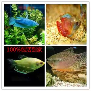 黃曼龍魚(yú)能和什么魚(yú)混養(yǎng)：黃曼龍魚(yú)可以和多種熱帶觀(guān)賞魚(yú)混養(yǎng)但需要注意的是 龍魚(yú)百科 第2張