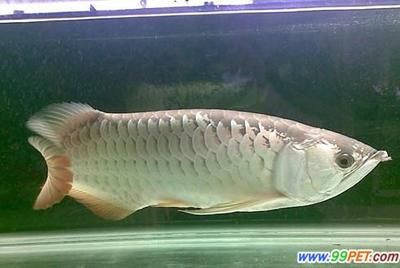 40公分紅尾金龍魚價(jià)格：40公分的紅尾金龍魚價(jià)格大致在4000-5000元左右 龍魚百科 第2張