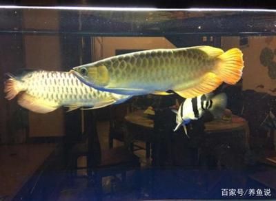 40公分紅尾金龍魚價(jià)格：40公分的紅尾金龍魚價(jià)格大致在4000-5000元左右 龍魚百科 第1張