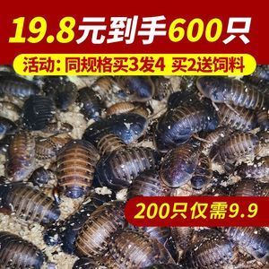 金龍魚喂凍蝦注意事項(xiàng)：喂食金龍魚凍蝦時(shí)需要注意以下幾點(diǎn)，避免凍久失去水分 龍魚百科 第1張