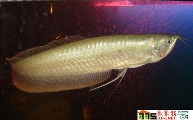 養(yǎng)銀龍魚好嗎？銀龍魚吃小魚殺生風(fēng)水講究：養(yǎng)銀龍魚好嗎 龍魚百科 第3張