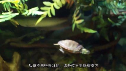 和龍魚(yú)混養(yǎng)的烏龜：烏龜與龍魚(yú)混養(yǎng)的注意事項(xiàng) 龍魚(yú)百科 第1張