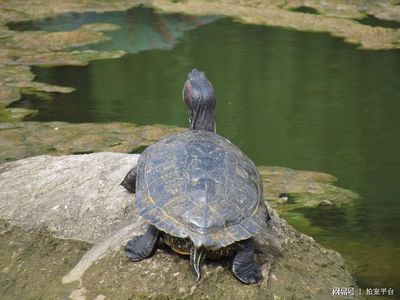 和龍魚混養(yǎng)的烏龜：烏龜與龍魚混養(yǎng)的注意事項