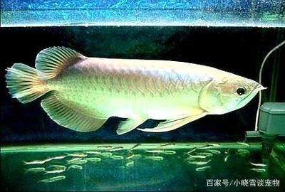 養(yǎng)龍魚需要開燈光嗎：養(yǎng)龍魚是否需要開燈光嗎，養(yǎng)龍魚需要開燈光嗎 龍魚百科 第1張