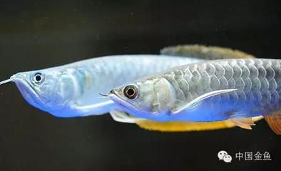 金龍魚養(yǎng)不胖：關(guān)于金龍魚“養(yǎng)不胖”的說法 龍魚百科 第1張