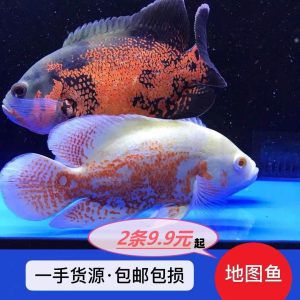 龍魚一手貨源：龍魚一手貨源信息僅供參考