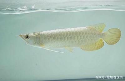 白金龍魚是什么魚：什么是白金龍魚 龍魚百科 第3張