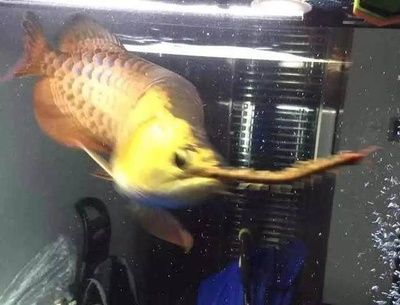 喂食龍魚會咬手指嗎為什么：喂食龍魚會咬手指嗎