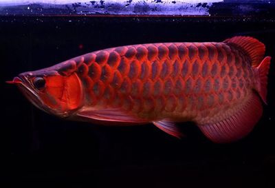 血紅龍魚(yú)和辣椒紅龍魚(yú)的區(qū)別在哪里：血紅龍魚(yú)和辣椒紅龍魚(yú)在外觀、發(fā)色模式和價(jià)格都有所區(qū)別