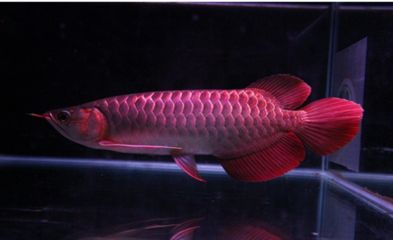 紅龍魚(yú)趴缸需要開(kāi)燈嗎為什么：紅龍魚(yú)趴缸需要開(kāi)燈嗎