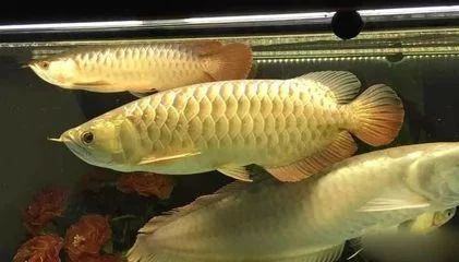 龍魚的食量怎么計算出來：如何計算龍魚的食量 龍魚百科 第3張