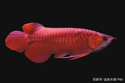 紅龍魚(yú)眼睛：紅龍魚(yú)的眼睛不僅是外觀的重要部分，也是其健康狀況的重要指標(biāo) 龍魚(yú)百科 第1張