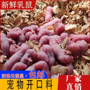 龍魚能吃乳鼠嗎：龍魚可以吃乳鼠嗎 龍魚百科 第2張