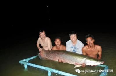 巨骨舌魚(yú)是不是金龍魚(yú)：巨骨舌魚(yú)和金龍魚(yú)是兩種不同的魚(yú)類(lèi) 龍魚(yú)百科 第1張