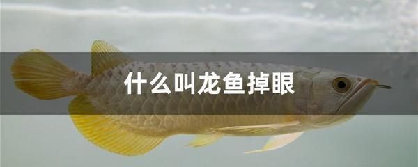 龍魚吃死蝦嗎會(huì)死嗎：龍魚吃死蝦會(huì)死嗎 龍魚百科 第1張