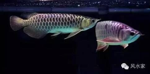 金龍魚缸：養(yǎng)金龍魚需要注意什么？