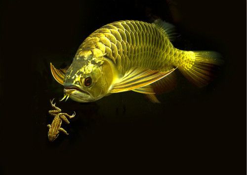 龍魚(yú)歷史漁政：龍魚(yú)養(yǎng)殖業(yè)的發(fā)展引起人們關(guān)注，