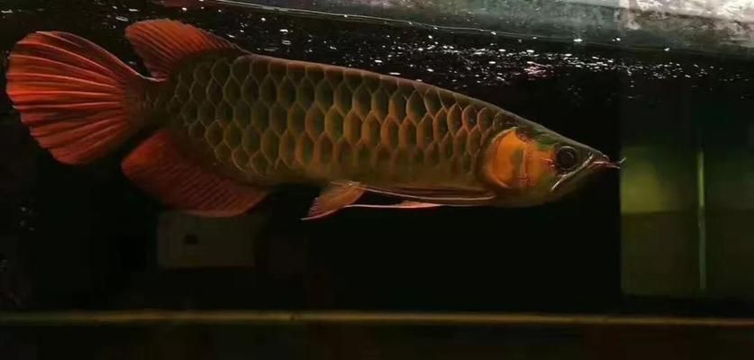 紅龍魚(yú)鱗片怎么看幾排：關(guān)于紅龍魚(yú)鱗片觀察的詳細(xì)信息：紅龍魚(yú)鱗片怎么看幾排 龍魚(yú)百科 第3張