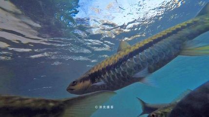 保山龍魚專賣店：云南保山龍魚專賣龍魚專賣店推薦保山龍魚專賣店 龍魚百科 第1張