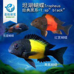 蝴蝶鯉 龍魚：蝴蝶鯉和龍魚可以一起混養(yǎng)嗎？