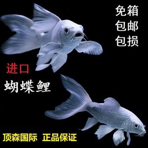 蝴蝶鯉 龍魚：蝴蝶鯉和龍魚可以一起混養(yǎng)嗎？