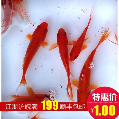 龍魚喂小草魚好嗎：關(guān)于龍魚飼養(yǎng)的基本知識(shí) 龍魚百科