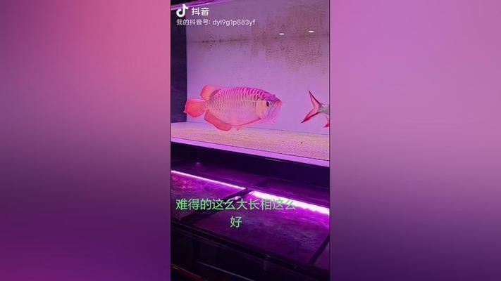 大湖紅龍魚特點(diǎn)描述作文怎么寫：大湖紅龍魚特點(diǎn)描述大湖紅龍魚的作文怎么寫