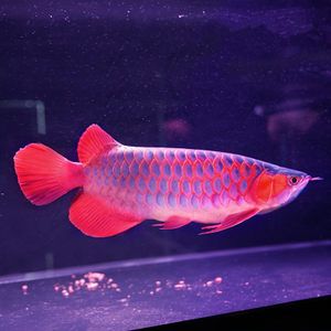 紅龍魚幼魚需要找個伴么：紅龍魚幼魚是否需要找個伴，紅龍魚幼魚需要找個伴么 龍魚百科 第1張