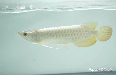 金龍魚白化：關(guān)于金龍魚白化現(xiàn)象的詳細(xì)解釋