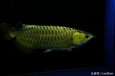 金龍魚白化：關(guān)于金龍魚白化現(xiàn)象的詳細(xì)解釋