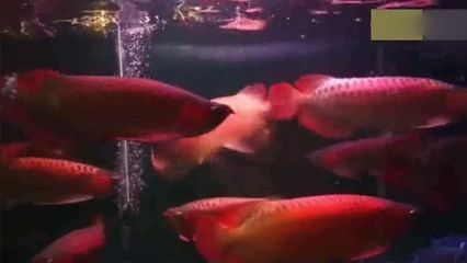 紅龍魚不吃東西怎么解決：紅龍魚不吃東西怎么辦