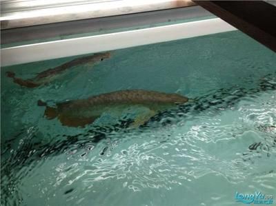 兩條龍魚打架會打死嗎：兩條龍魚打架會打死對方嗎