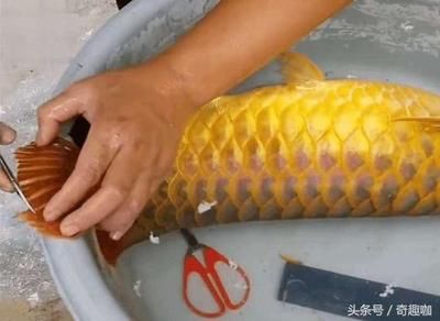 金龍魚燒須可以恢復(fù)嗎？：金龍魚燒須可以恢復(fù)嗎