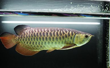 金龍魚燒須可以恢復(fù)嗎？：金龍魚燒須可以恢復(fù)嗎