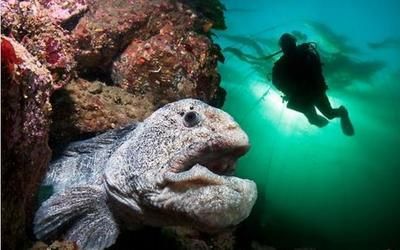 龍魚只咬碎,不吞食：為什么龍魚只咬碎食物而不吞食 龍魚百科 第2張