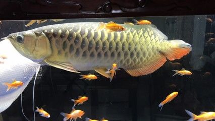 哪里有賣金龍魚的：金龍魚的產(chǎn)品在各大超市、農(nóng)貿(mào)市場和專賣店均有銷售 龍魚百科 第2張