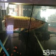 哪里有賣金龍魚的：金龍魚的產(chǎn)品在各大超市、農(nóng)貿(mào)市場和專賣店均有銷售 龍魚百科 第3張