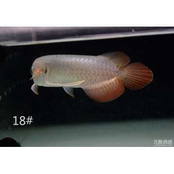 紅龍魚不動怎么救：紅龍魚不游動怎么辦 龍魚百科 第2張