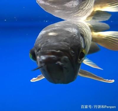 被龍魚咬傷手指有潛伏期嗎：被龍魚咬傷手指是否有潛伏期