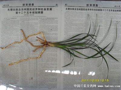 大理白族自治州龍魚養(yǎng)殖基地在哪里呀多少錢：國(guó)內(nèi)最大的龍魚養(yǎng)殖基地 龍魚百科 第3張