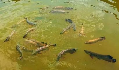 野生的龍魚生長在哪里：野生龍魚的生長地點