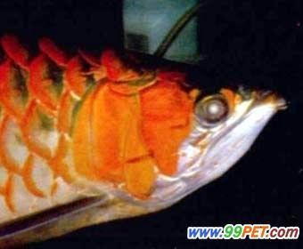 龍魚背部鱗片有棉絮怎么回事：龍魚背部出現(xiàn)棉絮狀物是怎么回事 龍魚百科 第3張