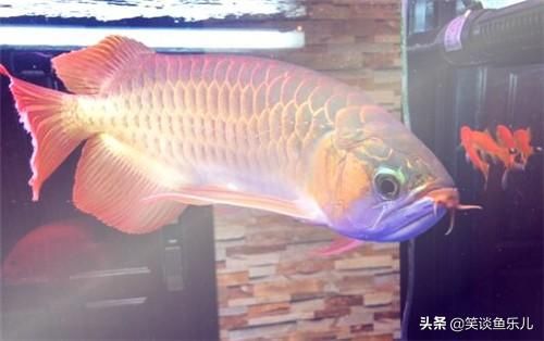 龍魚上浮不動(dòng)：龍魚上浮不動(dòng)可能由多種原因引起，飼養(yǎng)者需注意治療 龍魚百科 第2張