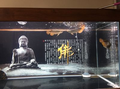 做夢夢到龍魚是什么意思周公解夢：最兇猛的龍魚排名 龍魚百科 第2張