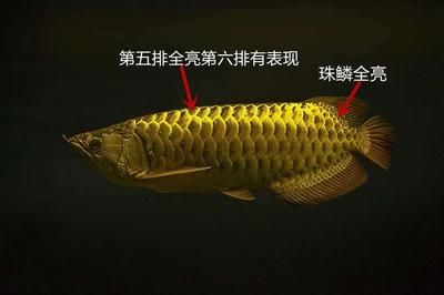 金龍魚怎樣養(yǎng)珠鱗和鱗片上色快？：金龍魚怎樣養(yǎng)珠鱗和鱗片上色快 龍魚百科 第3張