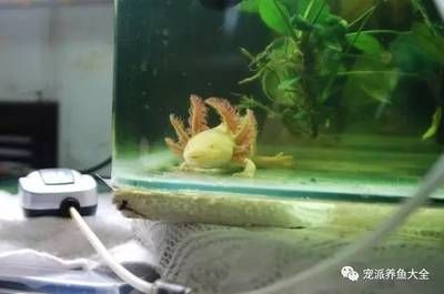 剛繁殖出來(lái)的六角龍魚(yú)怎么養(yǎng)：剛繁殖出來(lái)的六角龍魚(yú)怎么養(yǎng)剛繁殖出來(lái)的六角龍魚(yú) 龍魚(yú)百科 第1張